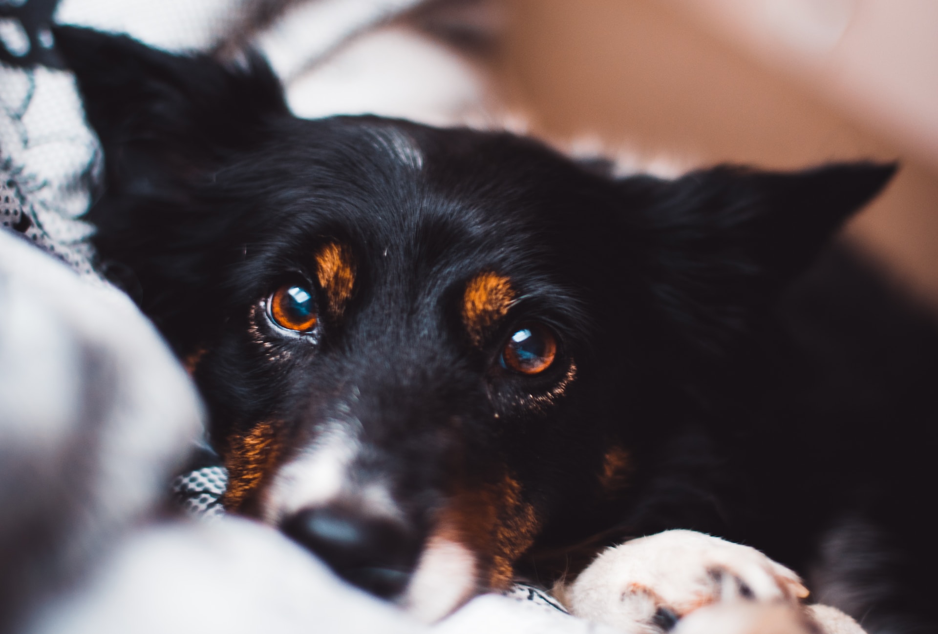 Read more about the article Unveiling the Mystery: Why Do Dogs Sleep with Their Eyes Open?