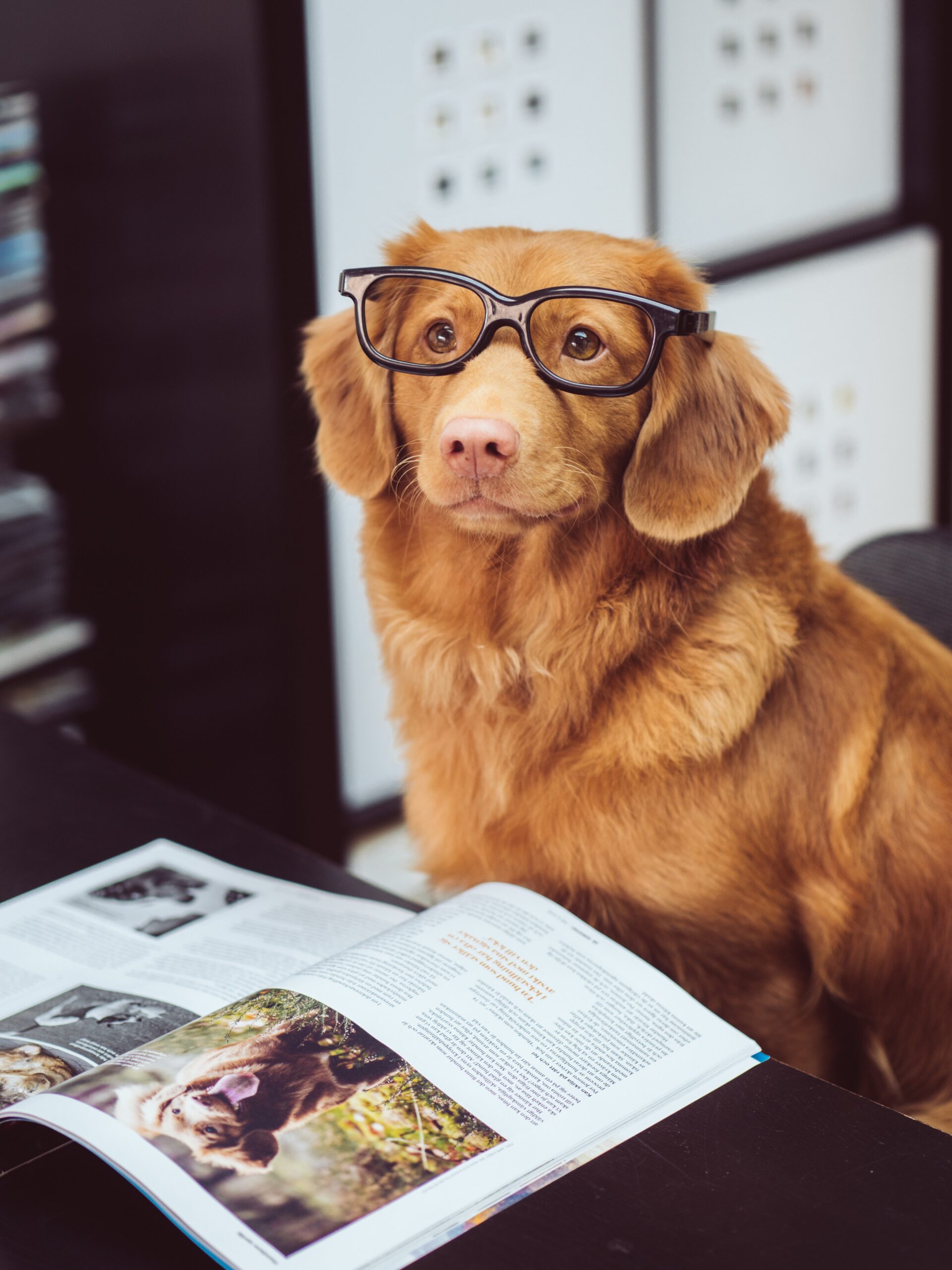 Dog reading a book