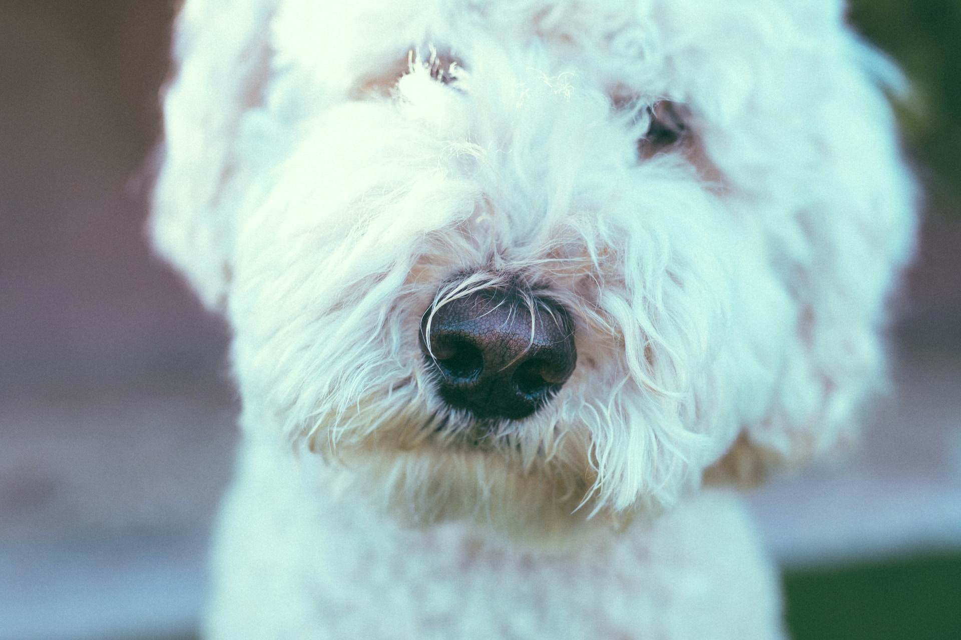 You are currently viewing Spanish Water Dog – Ultimate Features