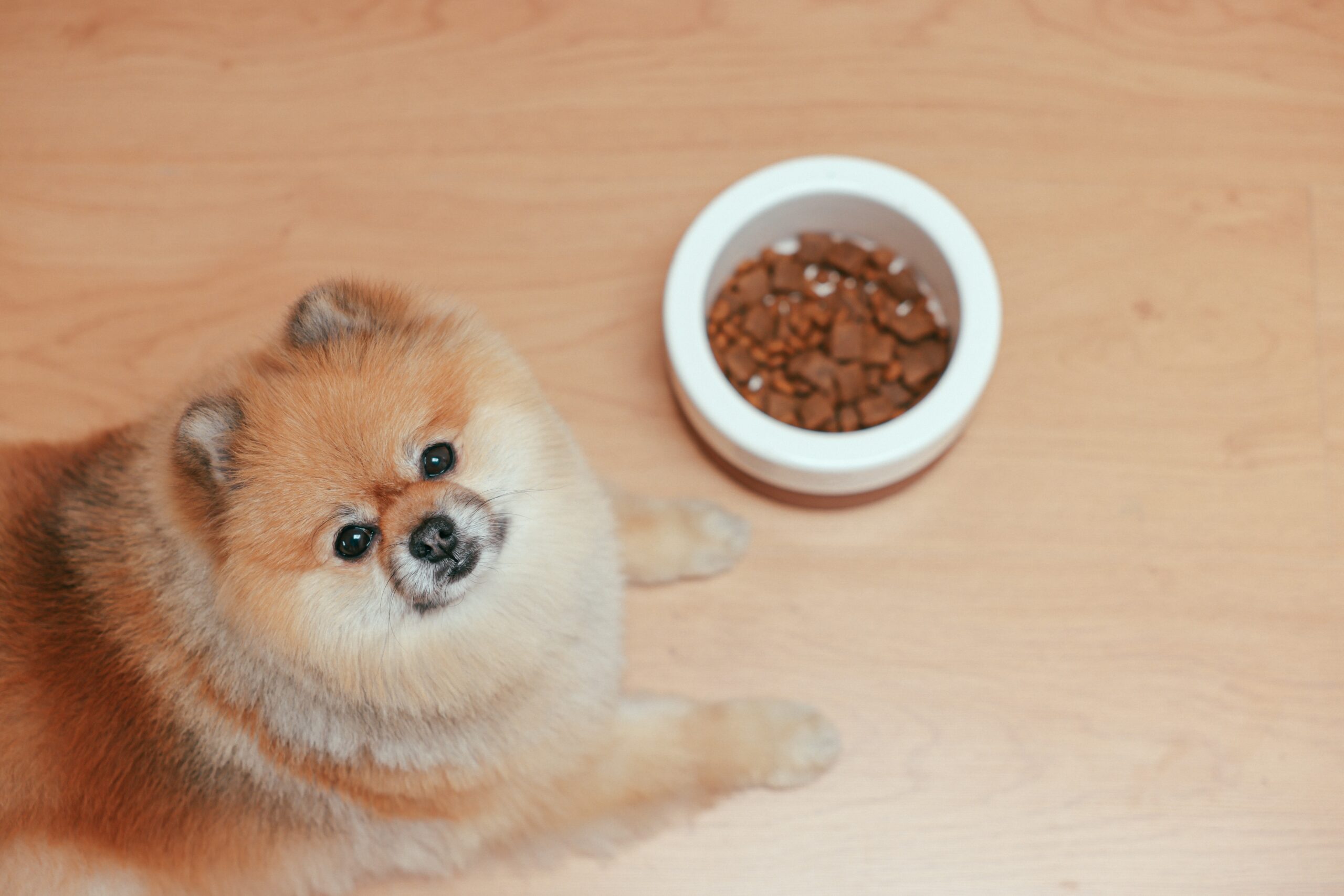 You are currently viewing 13 Best Dog Food for Bernedoodle – A Culinary Guide to Happiness in 2023