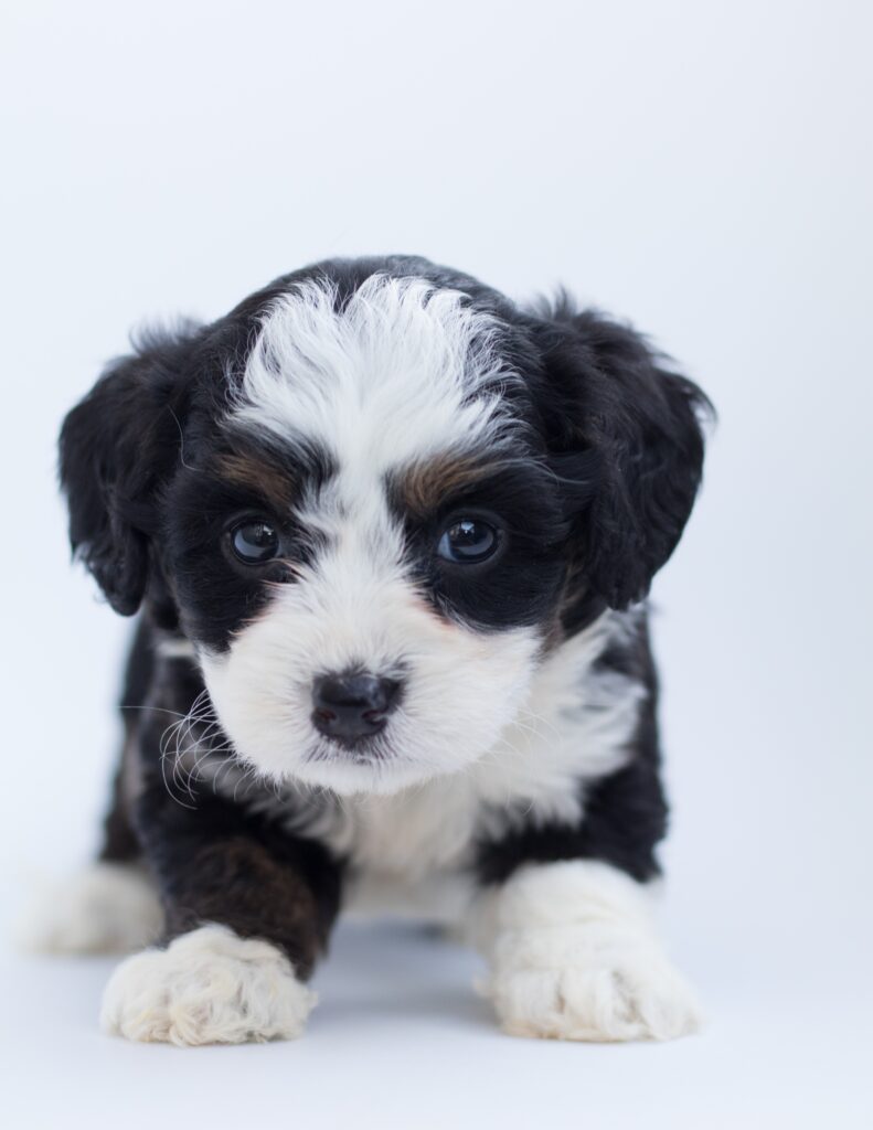 Best Dog Food for Bernedoodle