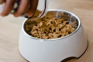 Read more about the article Bil Jac Dog Food: Tailoring Nutrition for a Health