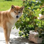 Top 10 Best Dog Food for Shiba Inu 2023 – Comprehensive Nutrition Guide