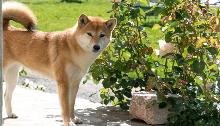 Best Dog Food for Shiba Inu