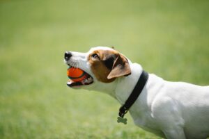 Read more about the article 10 Best No Shock Dog Training Collars 2023